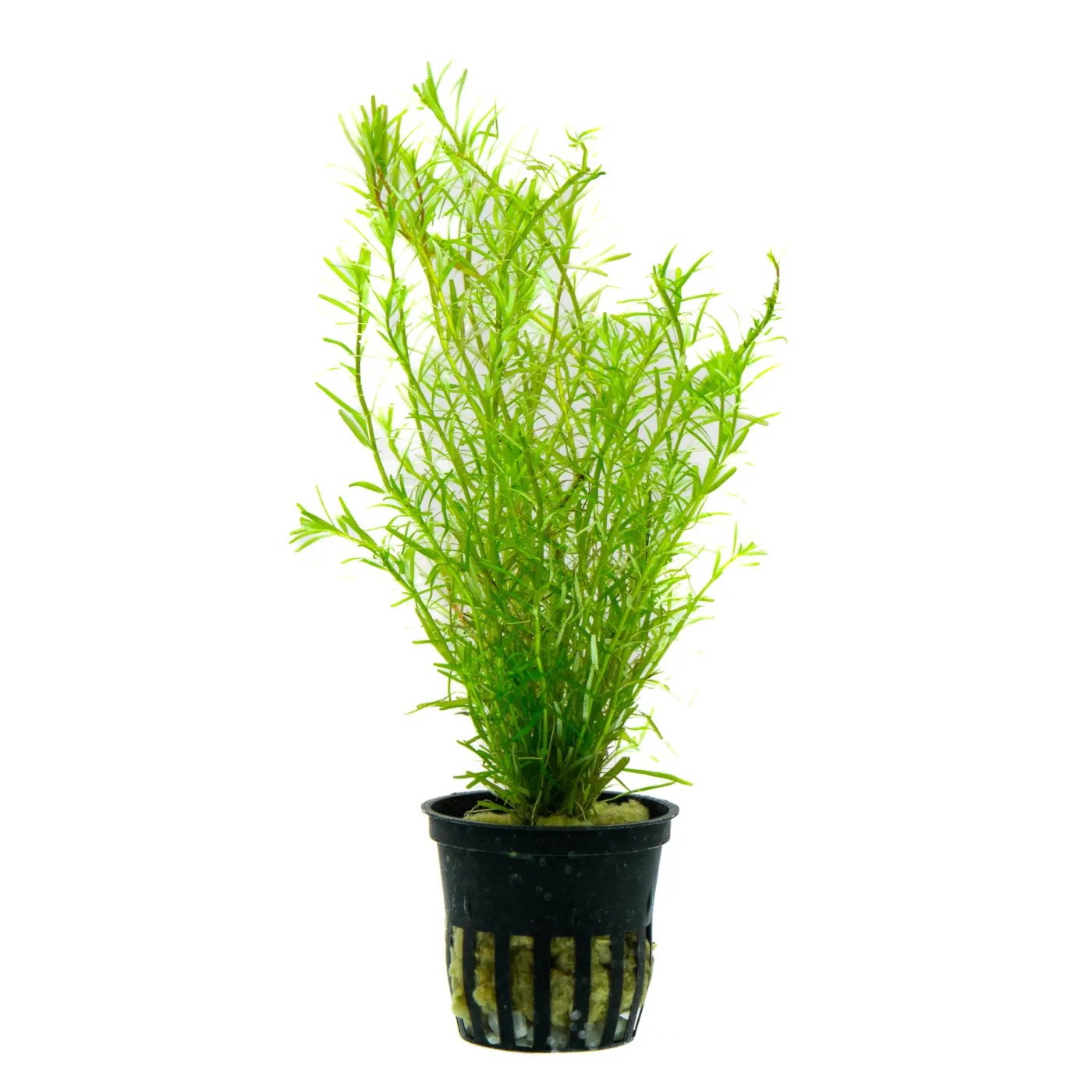 Rotala rotundifolia "Periya" - in Vitro