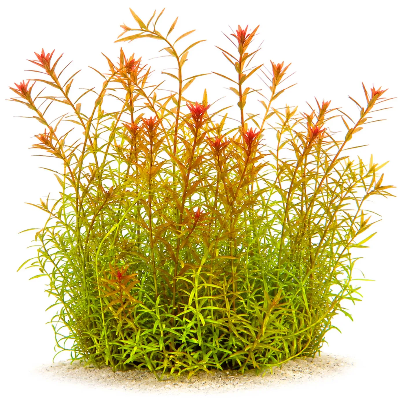 Rotala rotundifolia | Rundblättrige Rotala - in vitro