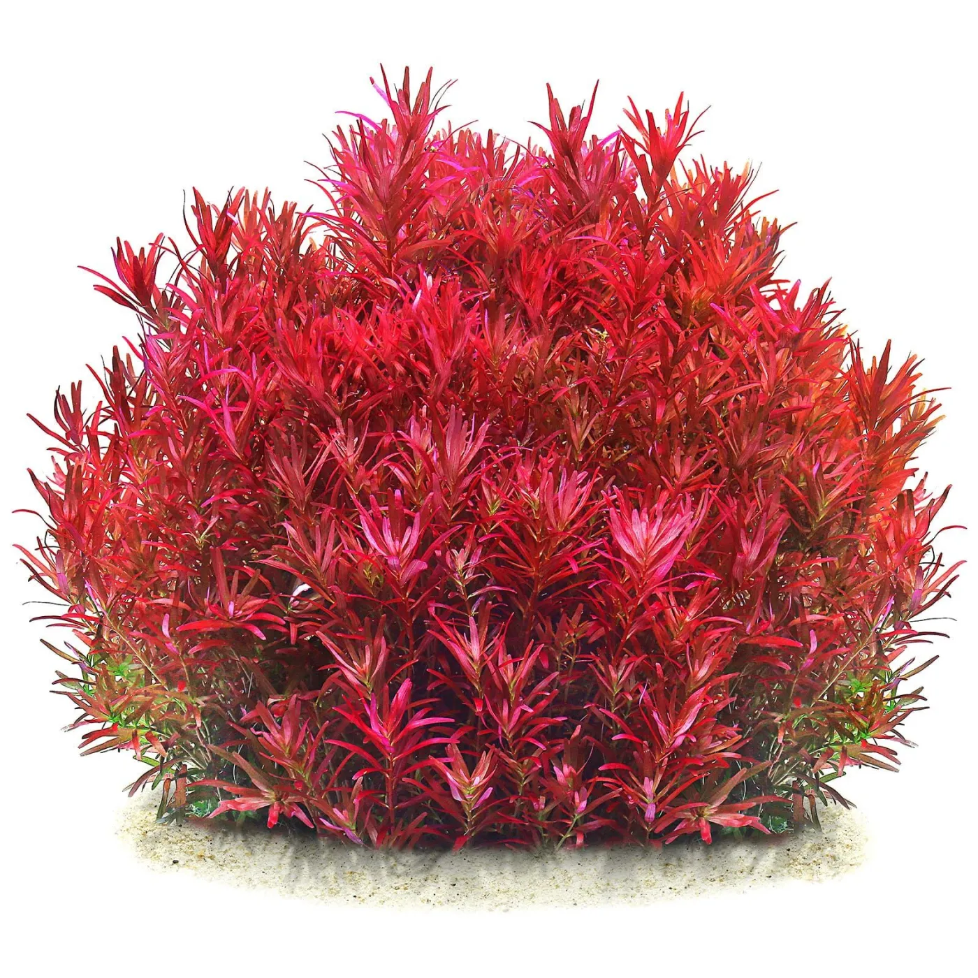 Rotala rotundifolia „Singapore Blood Red“ - in vitro