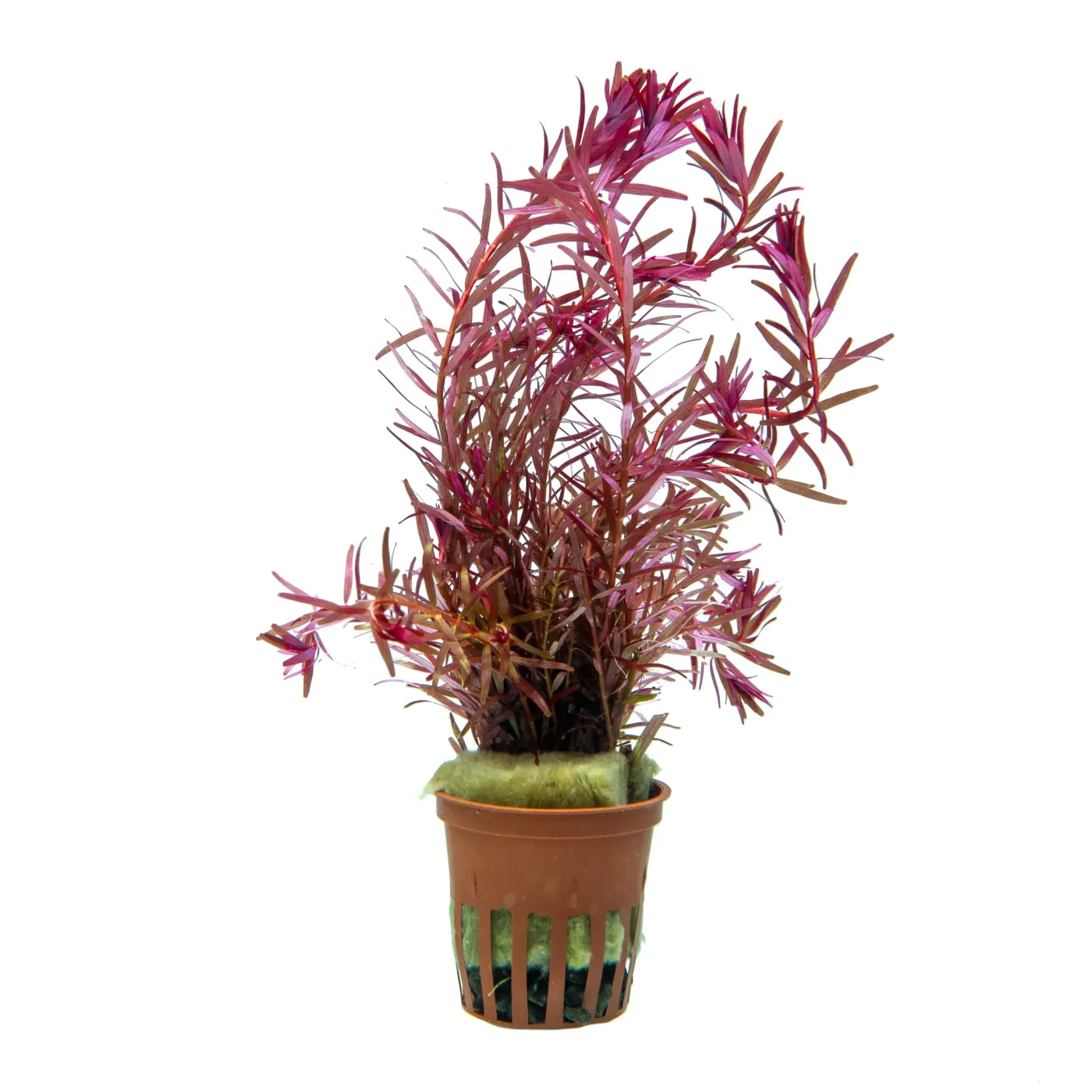 Rotala rotundifolia ,Singapur Bloodred'