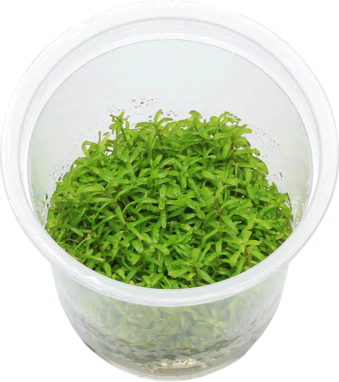 Rotala rotundifolia sp. 'Wayanad'