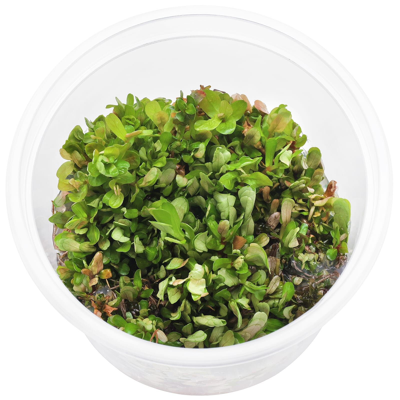 Rotala sahyadrica - Bund