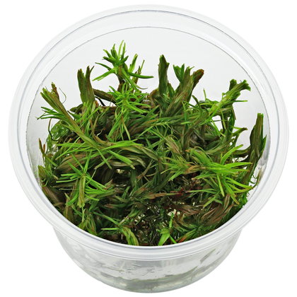 Rotala sp. "Cambodia" - in Vitro