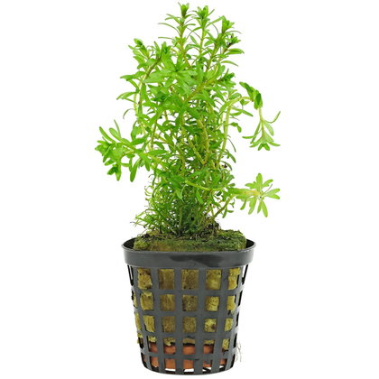 Rotala sp. "Long Leaf" - in Vitro XL