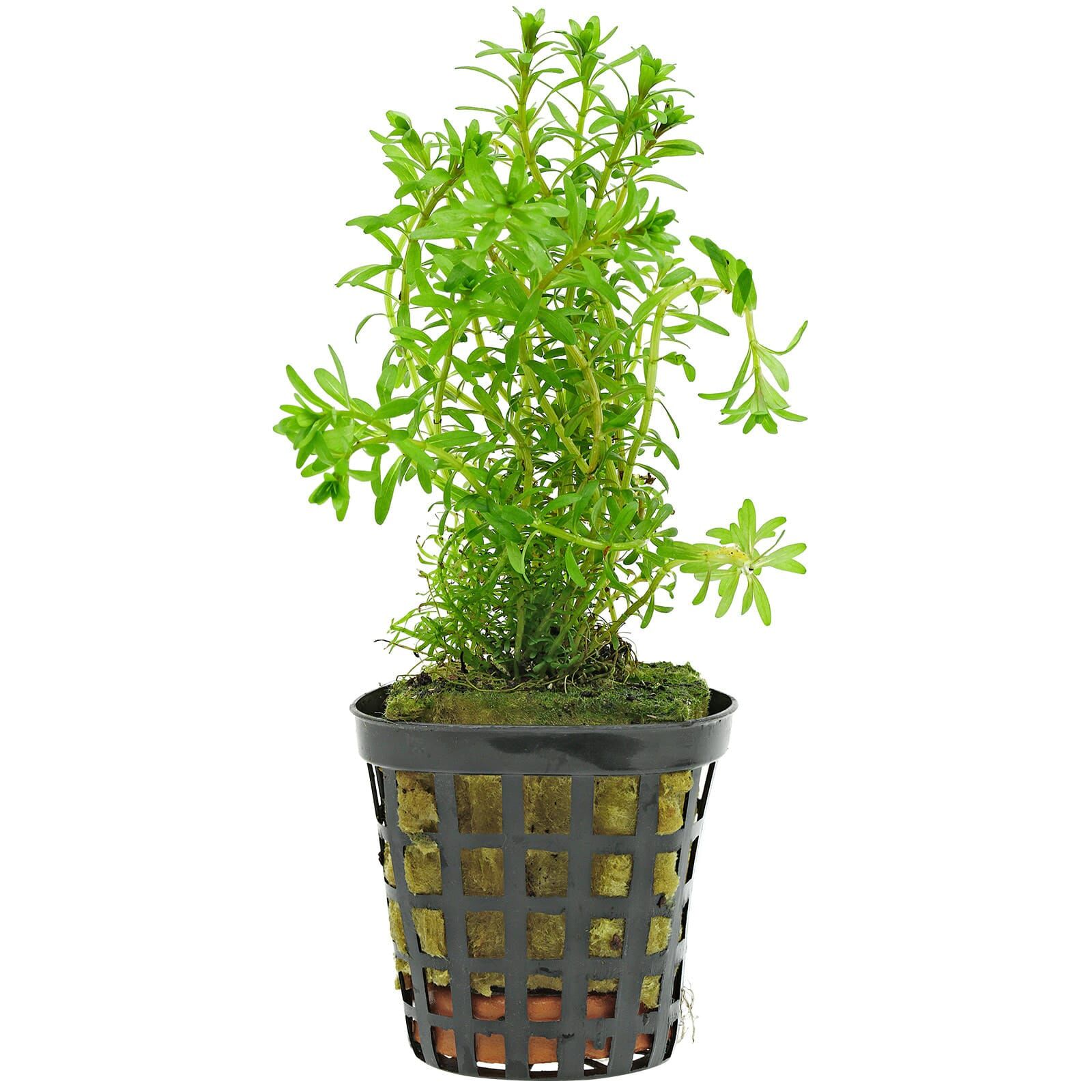 Rotala sp. "Long Leaf" - in Vitro XL