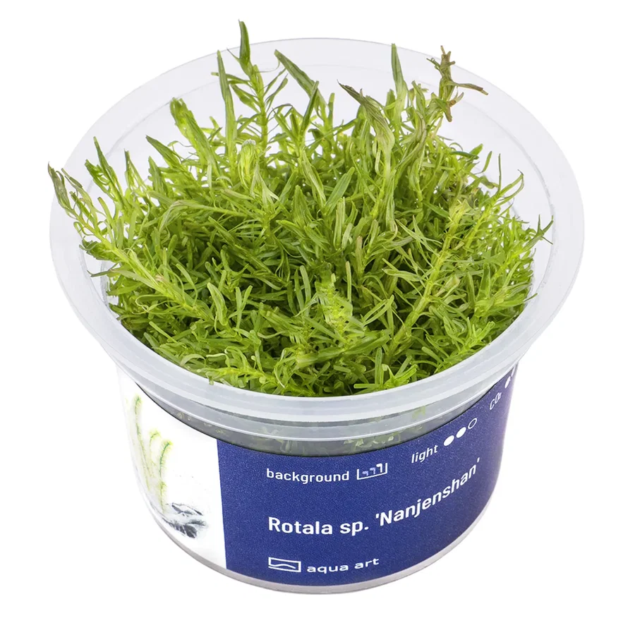 Rotala sp. 'Nanjenshan'