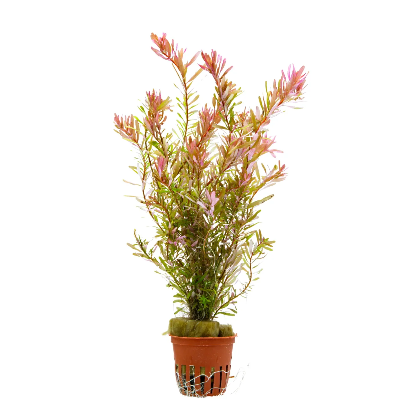Rotala sp. 'shimoga'