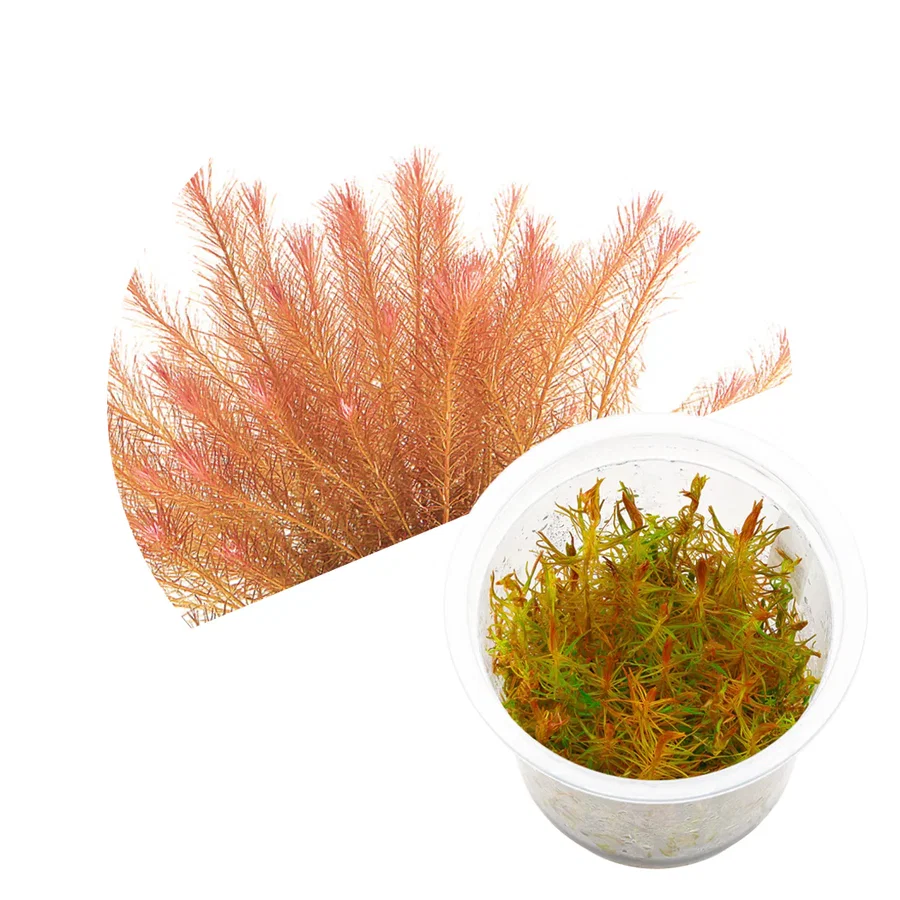 Rotala wallichi "Vietnam"