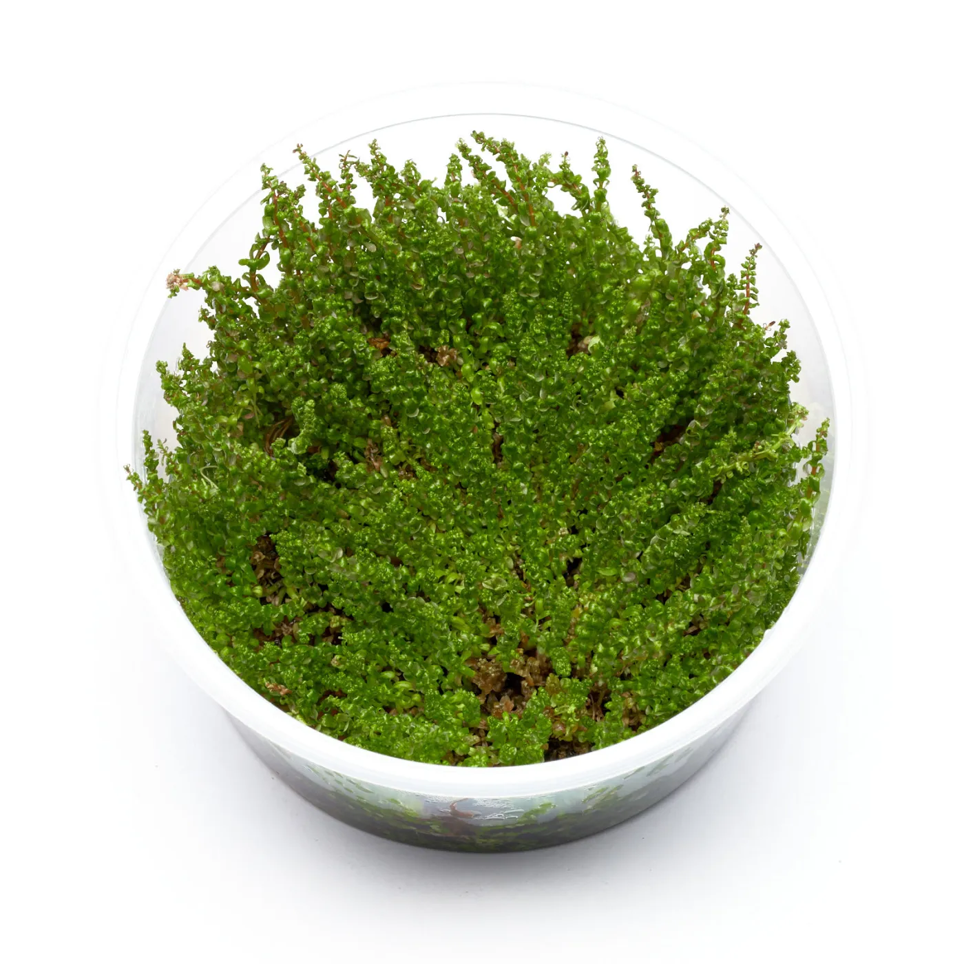 Rotala sp. "Pearl" - in vitro