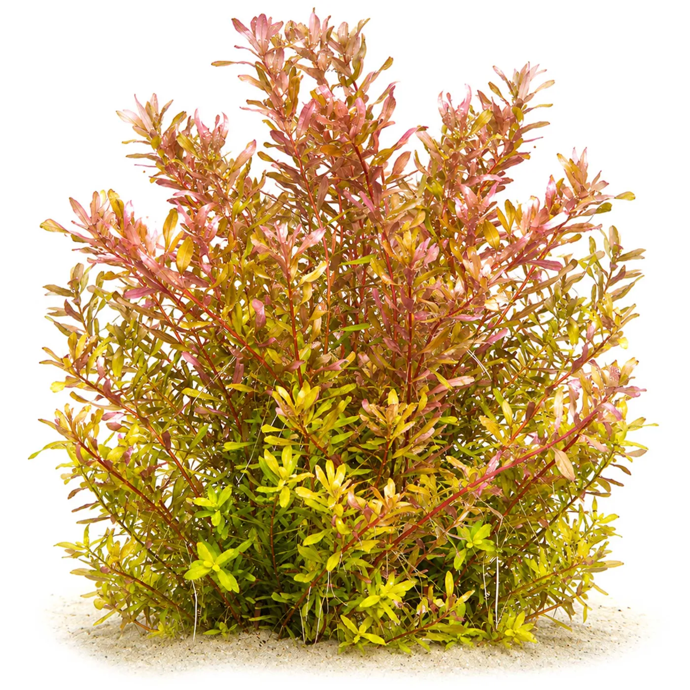 Rotala sp. 'Shimoga' | in vitro XL - Ø 8,5cm