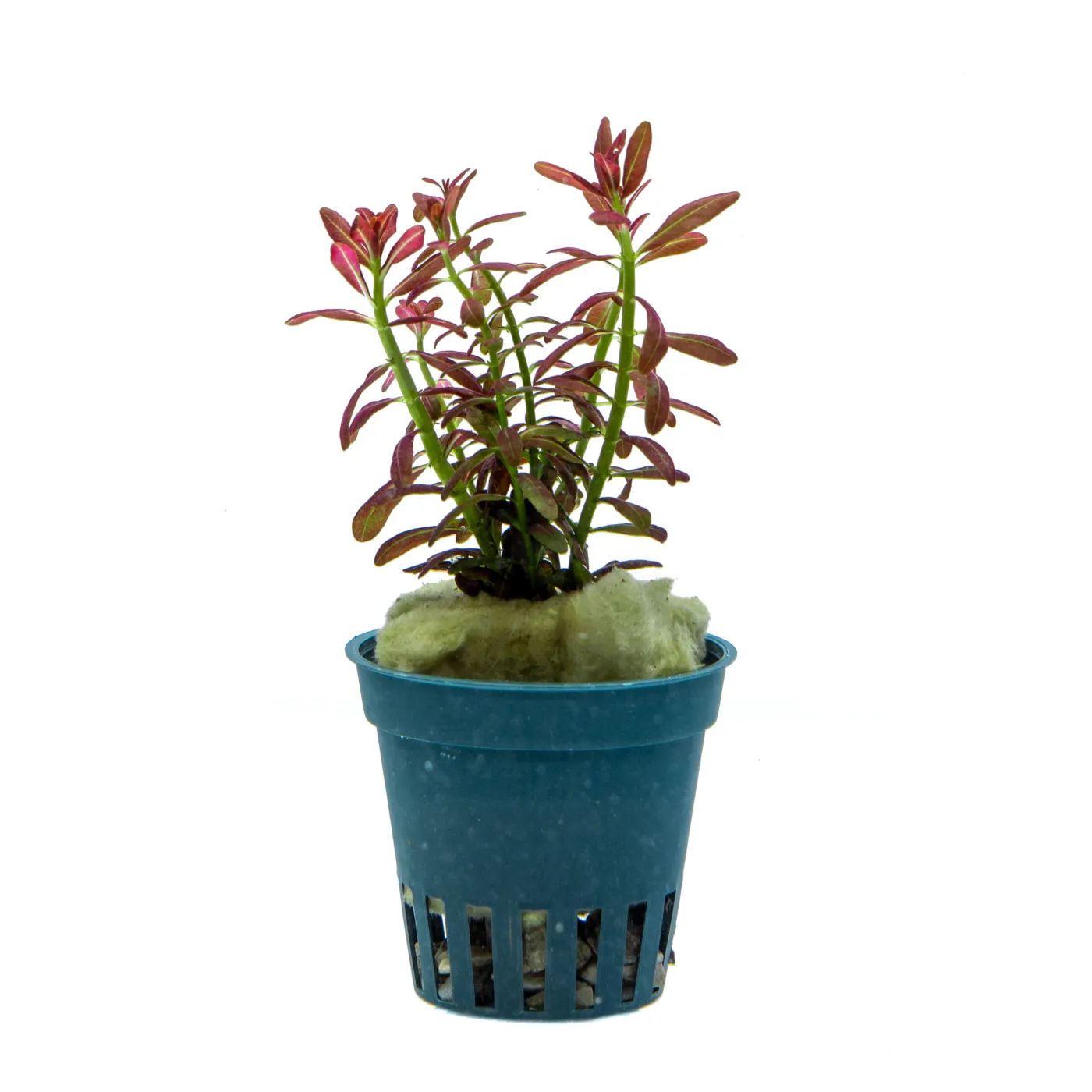 Rotala ramosior "Sunset"