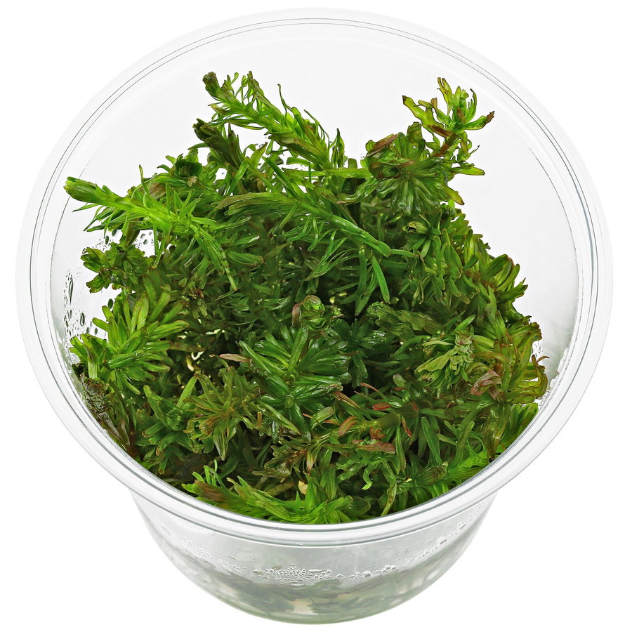 Rotala wallichii "Bangladesh" - in Vitro