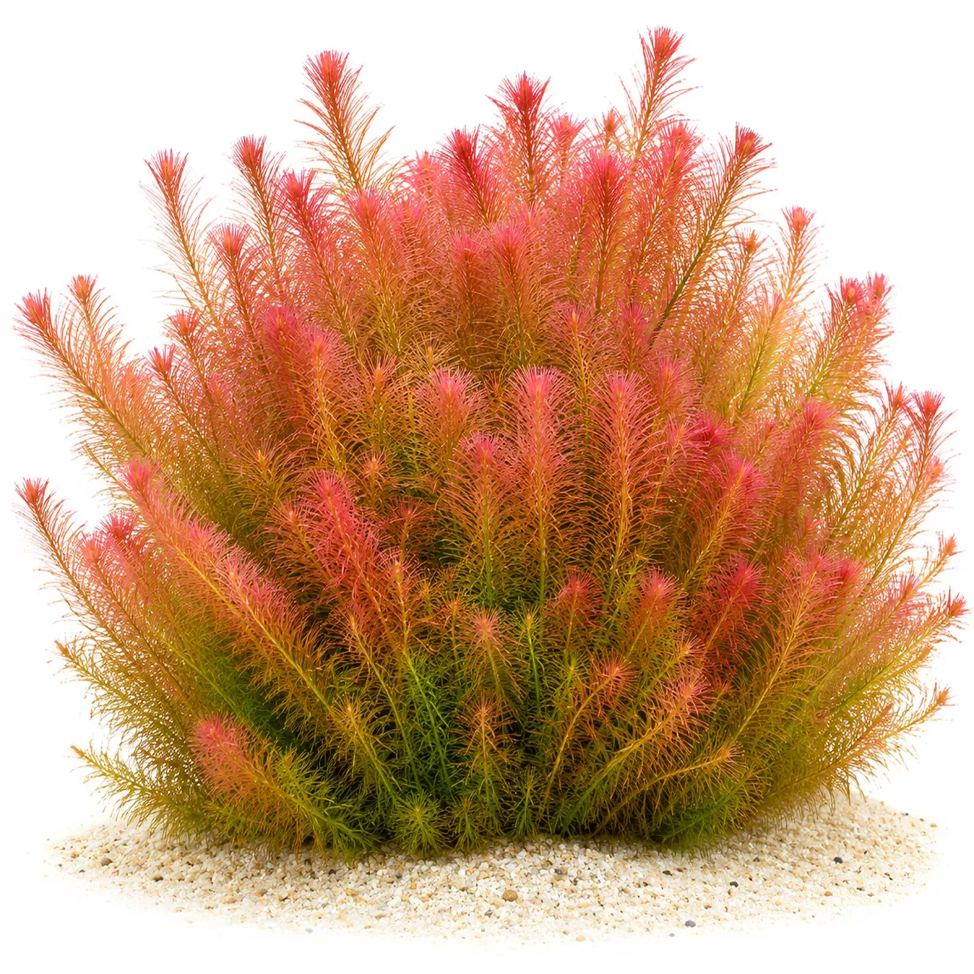 Rotala wallichii | rotes Mooskraut - in vitro XL - Ø 8,5cm