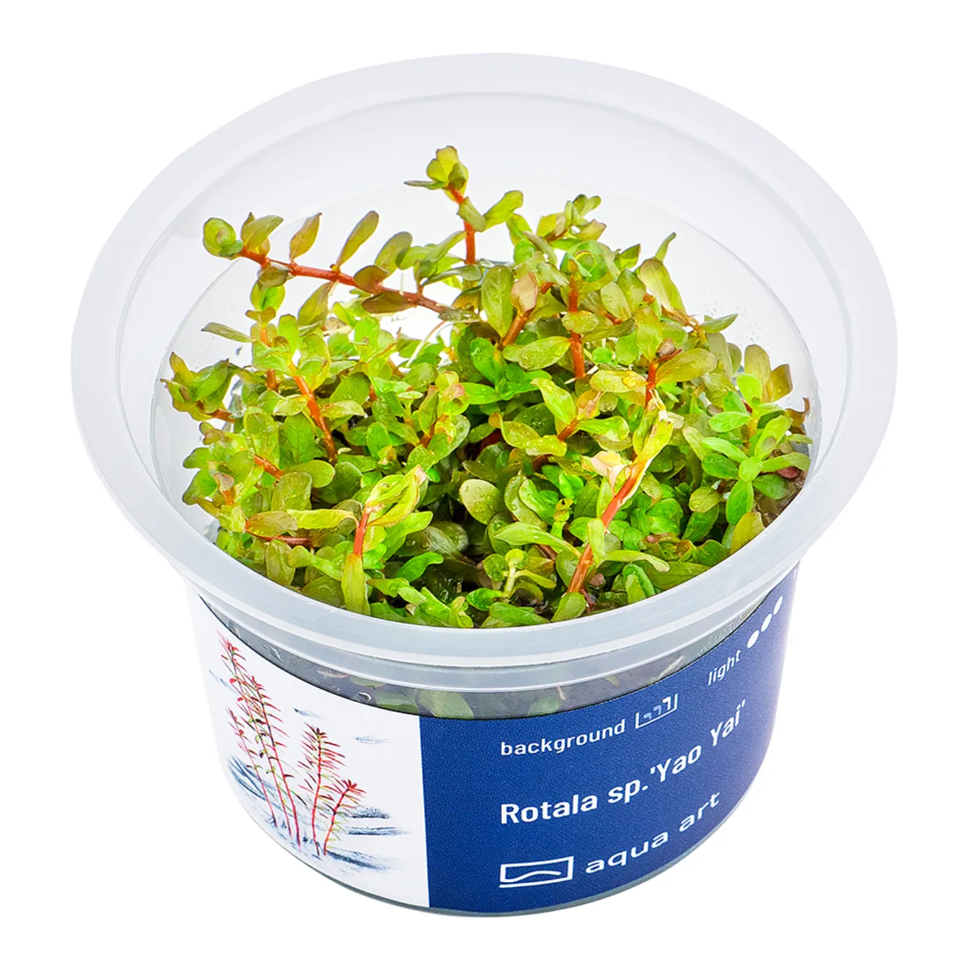 Rotala sp. "YaoYai"