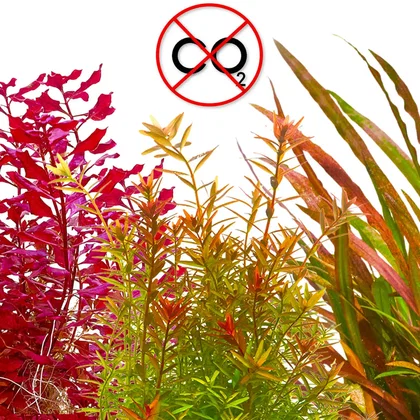 Rote Aquariumpflanzen ohne CO2 im Set | 3 anspruchslose rote Pflanzen im Set - In Vitro 8,5cm XL