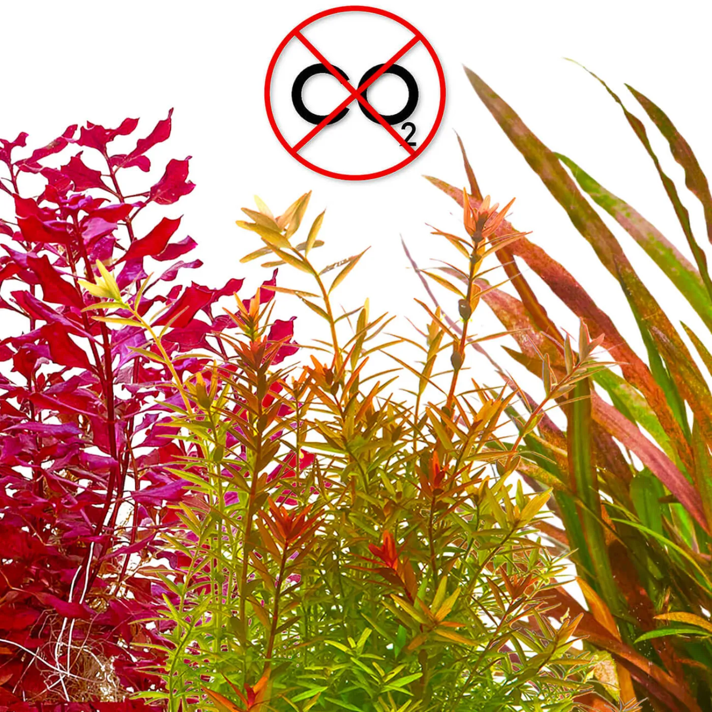 Rote Aquariumpflanzen ohne CO2 im Set | 3 anspruchslose rote Pflanzen im Set - In Vitro 8,5cm XL