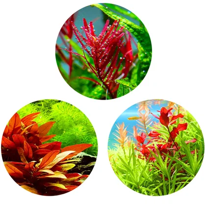 Rote Aquariumpflanzen Set | Red Aquascaping Set - In Vitro XL