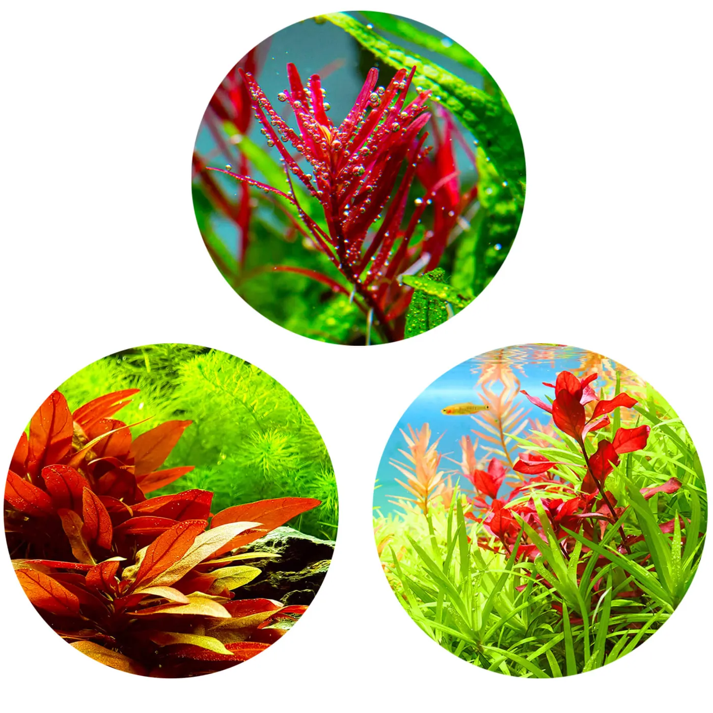 Rote Aquariumpflanzen Set | Red Aquascaping Set - In Vitro XL