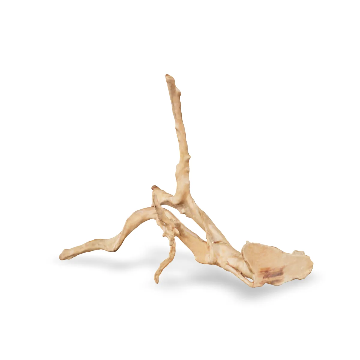 Rote Moorwurzel - Finger Wurzel 3D Nr. 1025 (32x25x12cm)