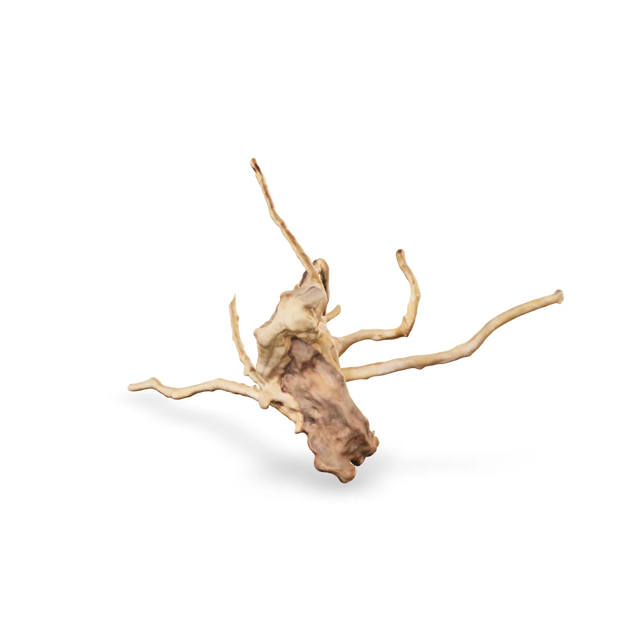 Rote Moorwurzel - Finger Wurzel 3D Nr. 1032 (33x23x18cm)