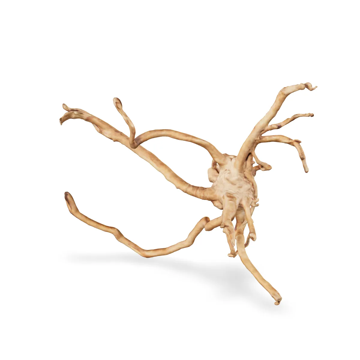 Rote Moorwurzel - Finger Wurzel 3D Nr. 1038 (40x36x15cm)