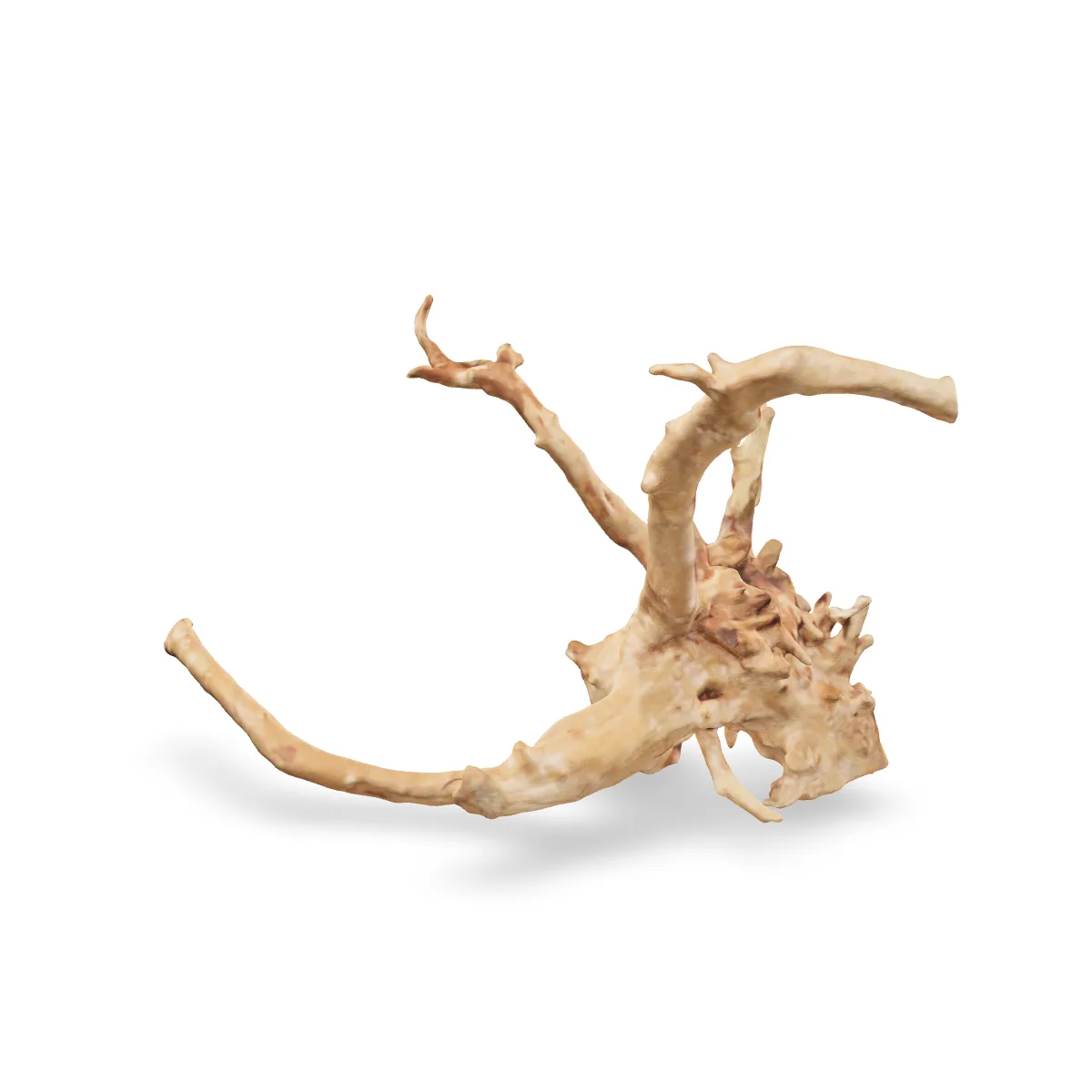 Rote Moorwurzel - Finger Wurzel 3D Nr. 1051 (30x18x17cm)