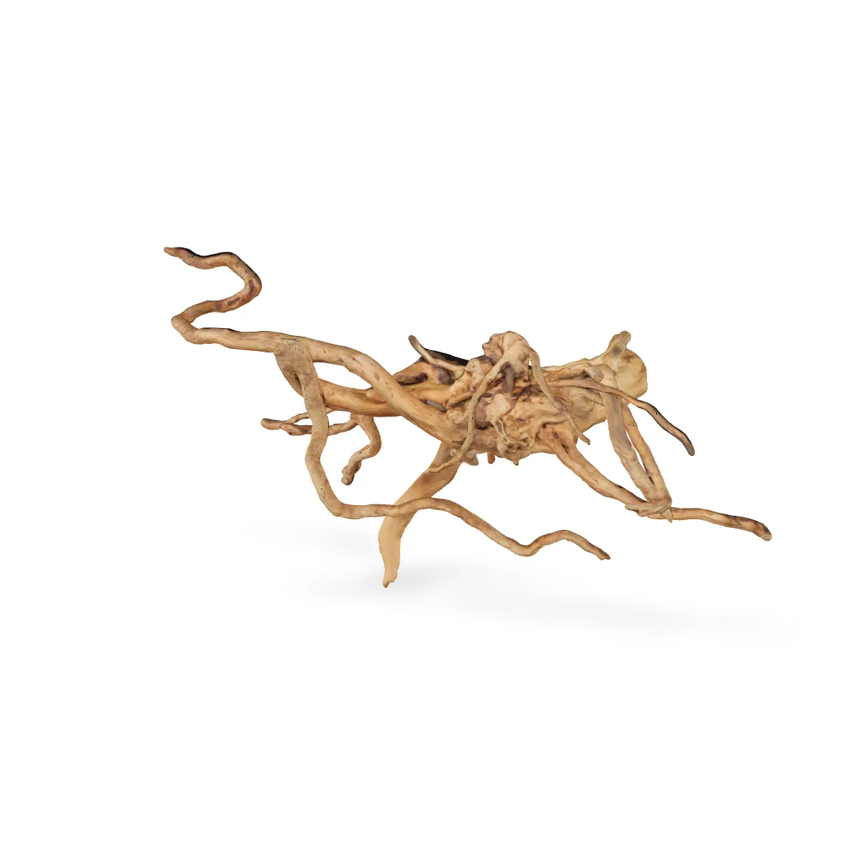 Rote Moorwurzel - Finger Wurzel 3D Nr. 260.2 (stein2) (21x26x64cm)