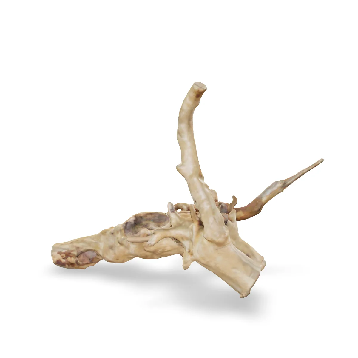 Rote Moorwurzel - Finger Wurzel 3D Nr. 649 (22x12x18cm)