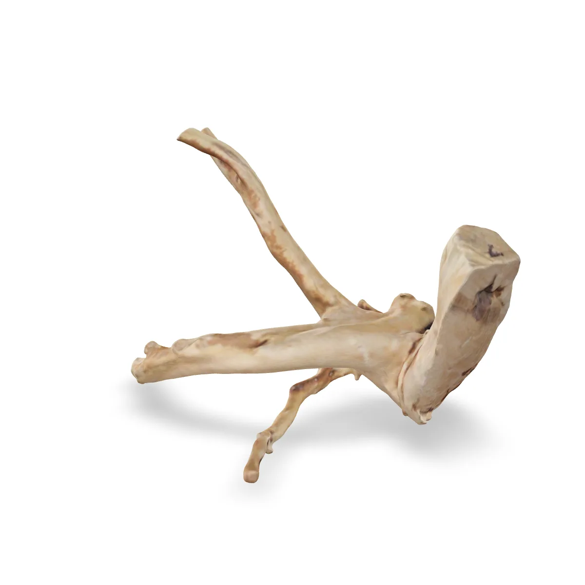 Rote Moorwurzel - Finger Wurzel 3D Nr. 671 (24x19x13cm)