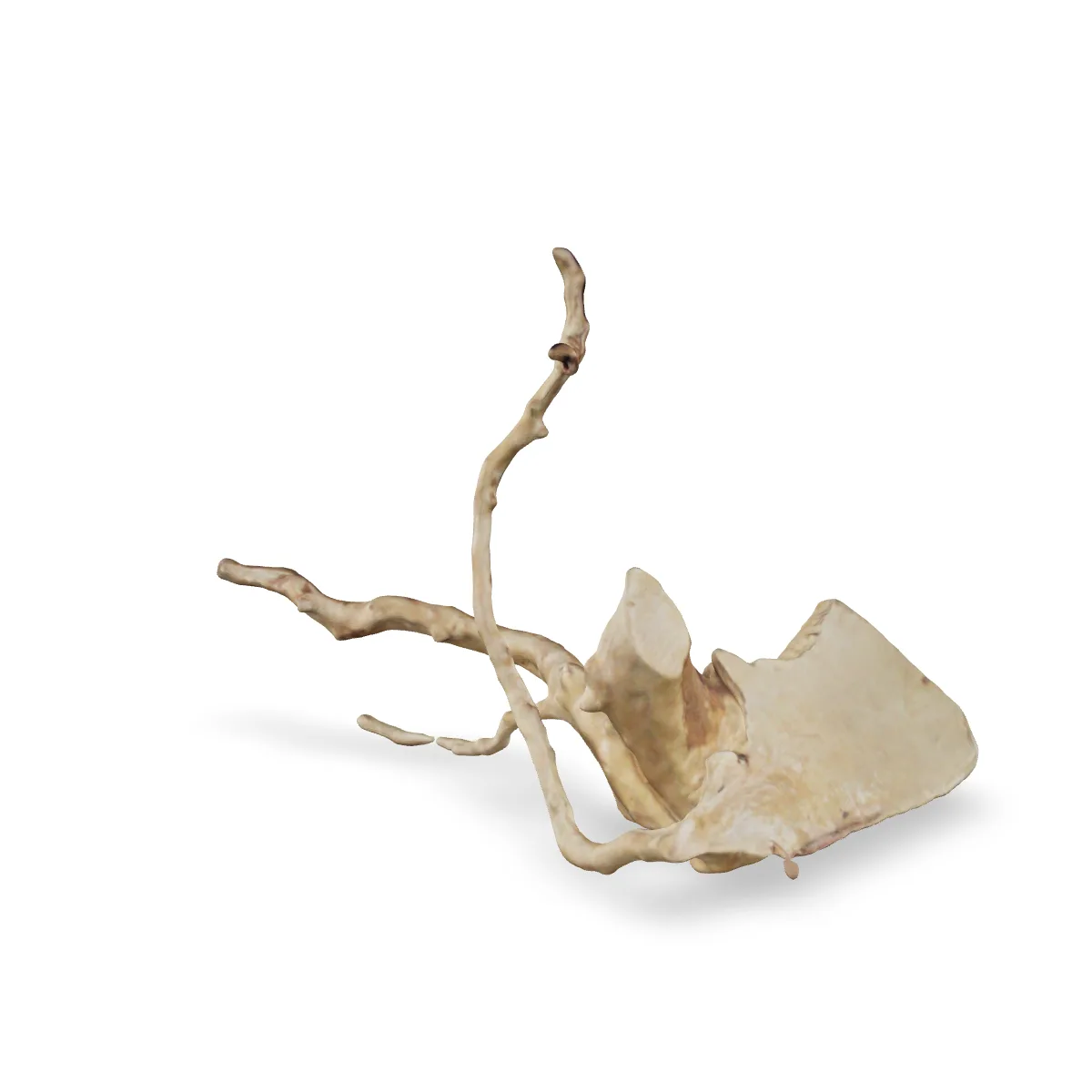 Rote Moorwurzel - Finger Wurzel 3D Nr. 686 (27x13x18cm)