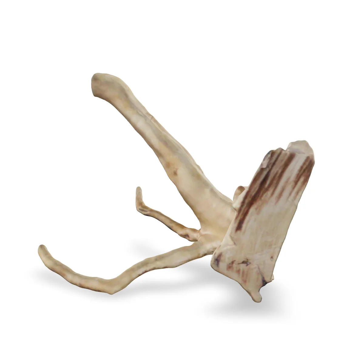 Rote Moorwurzel - Finger Wurzel 3D Nr. 690 (22x18x12cm)