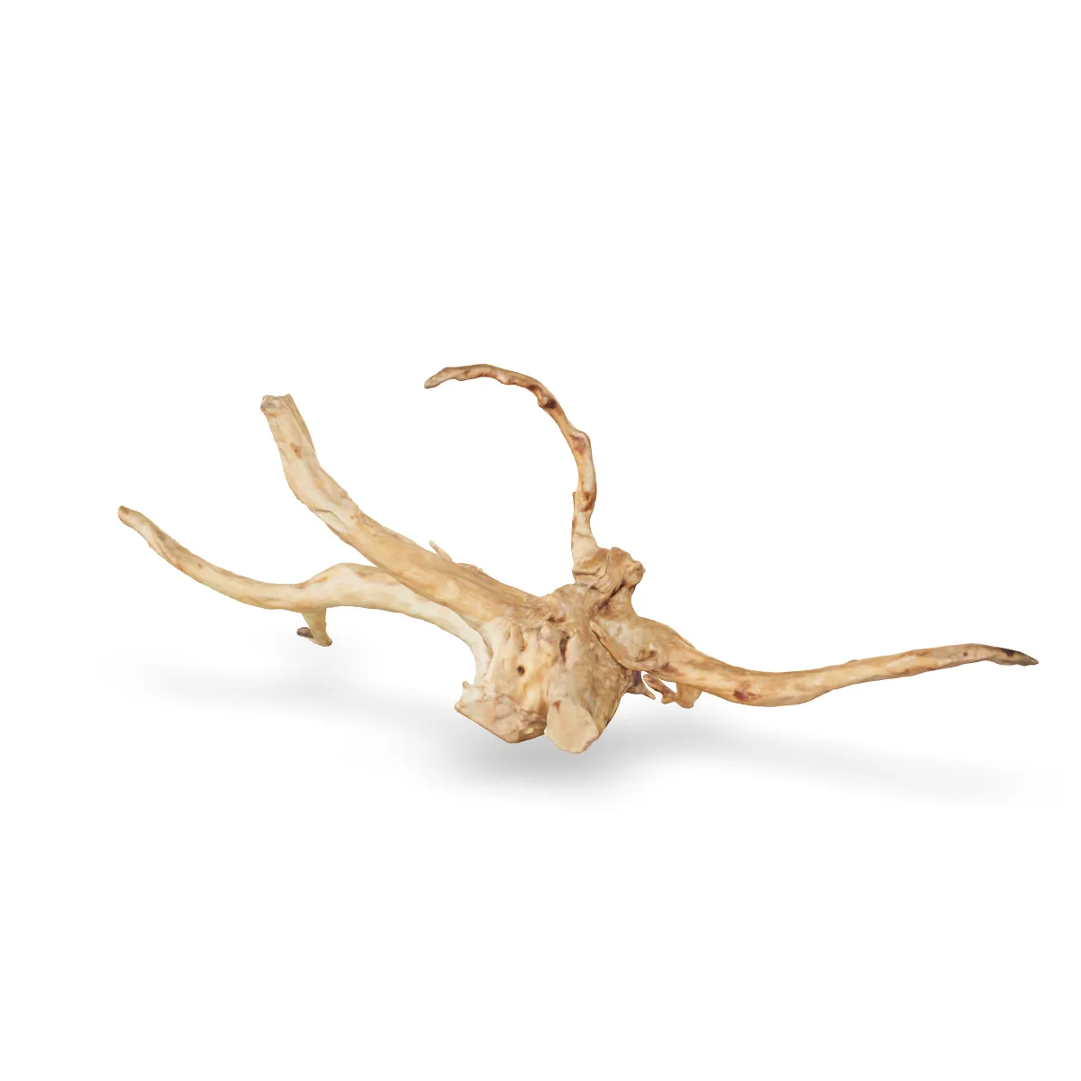 Rote Moorwurzel - Finger Wurzel 3D Nr. 698 (69x34x16cm)