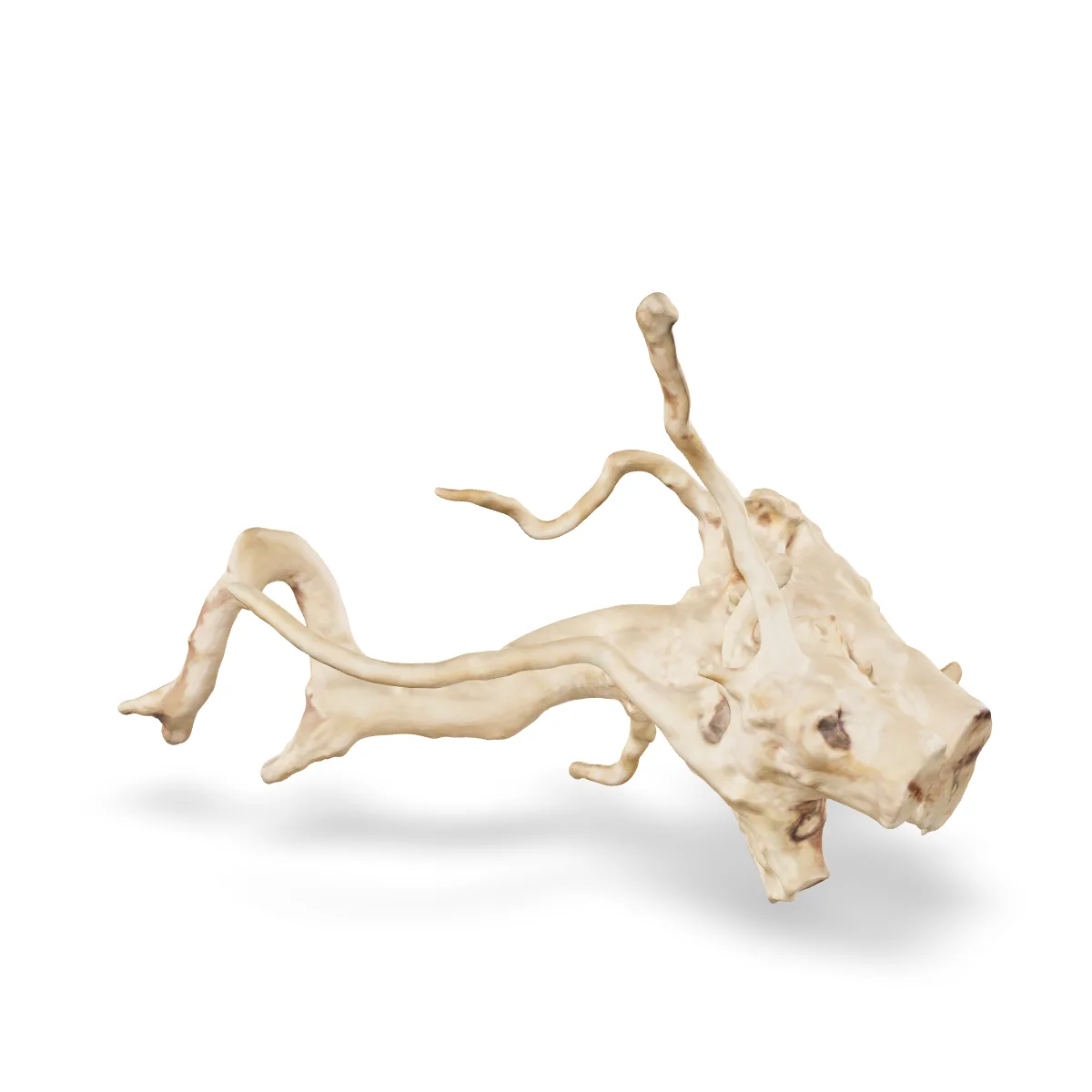 Rote Moorwurzel - Finger Wurzel 3D Nr. 726 (26x21x15cm)