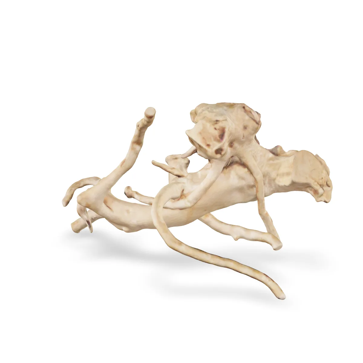 Rote Moorwurzel - Finger Wurzel 3D Nr. 738 (24x16x12cm)