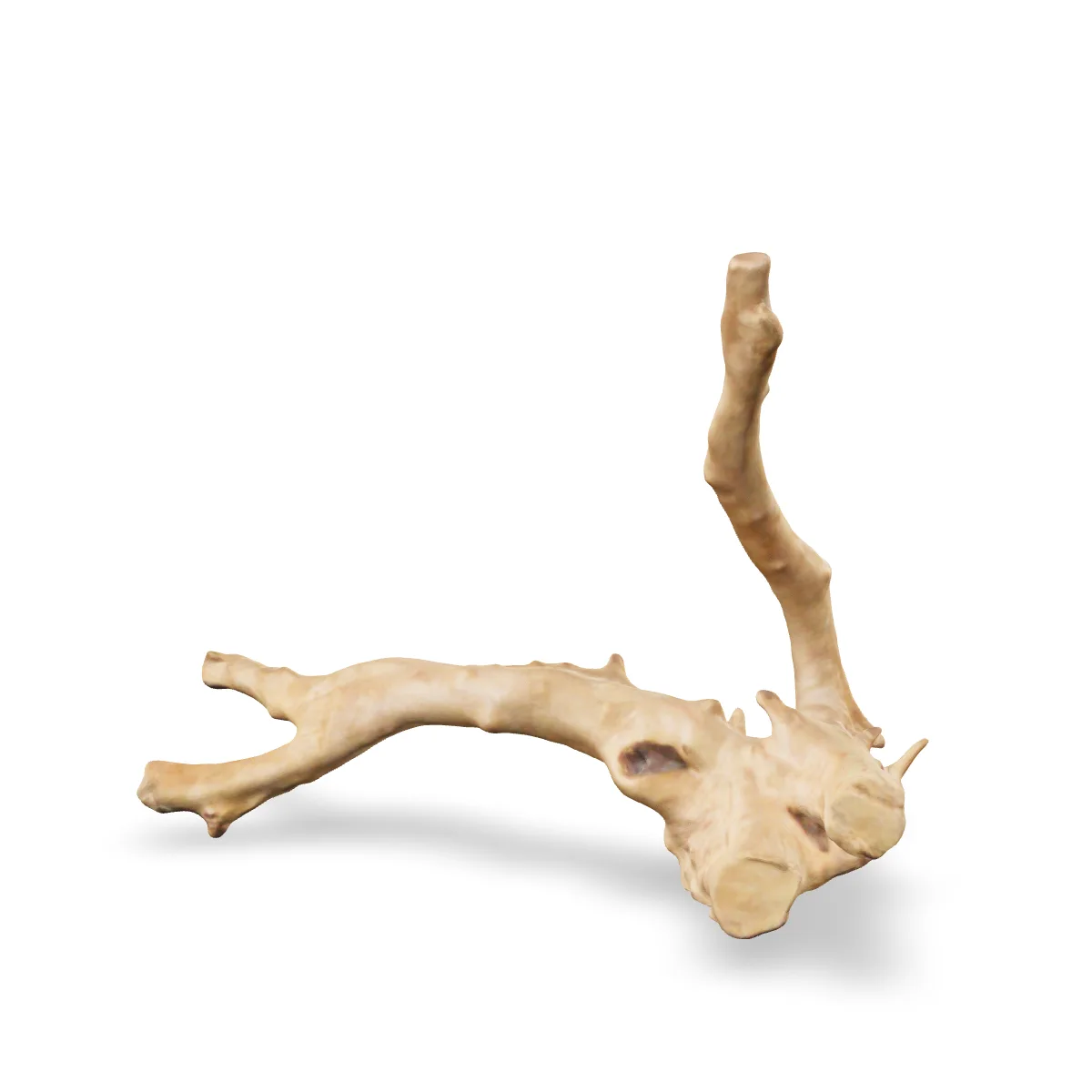 Rote Moorwurzel - Finger Wurzel 3D Nr. 766 (24x16x11cm)