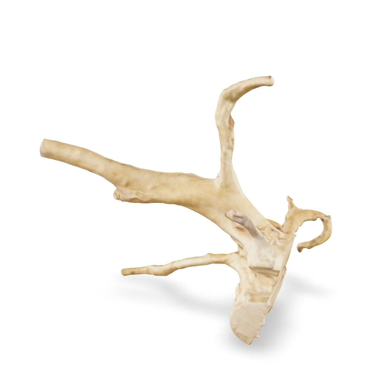 Rote Moorwurzel - Finger Wurzel 3D Nr. 790 (19x14x20cm)