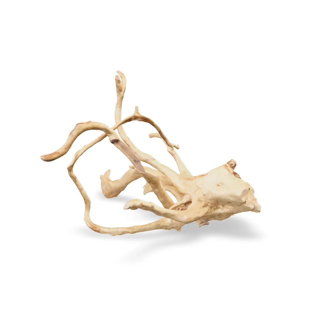 Rote Moorwurzel - Finger Wurzel 3D Nr. 849 (33x31x24cm)