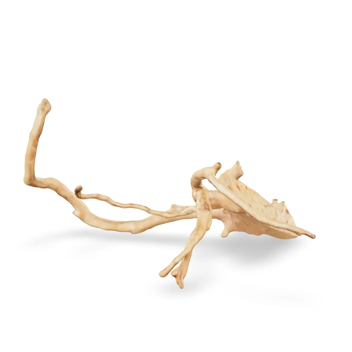 Rote Moorwurzel - Finger Wurzel 3D Nr. 966 (25x16x13cm)