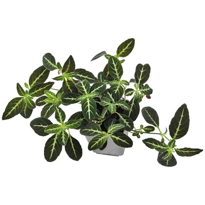 Ruellia makoyana - Topf L