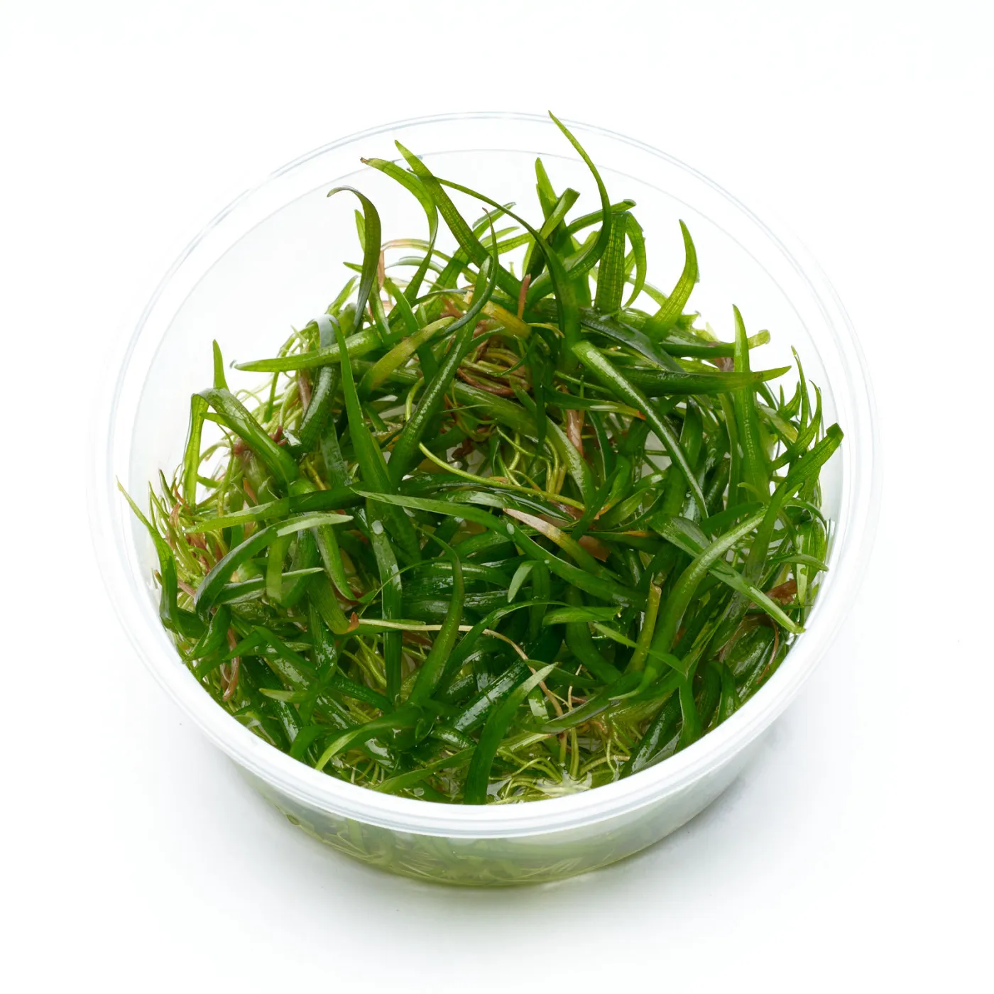 Sagittaria subulata | Flutendes Pfeilkraut - in vitro XL - Ø 8,5cm