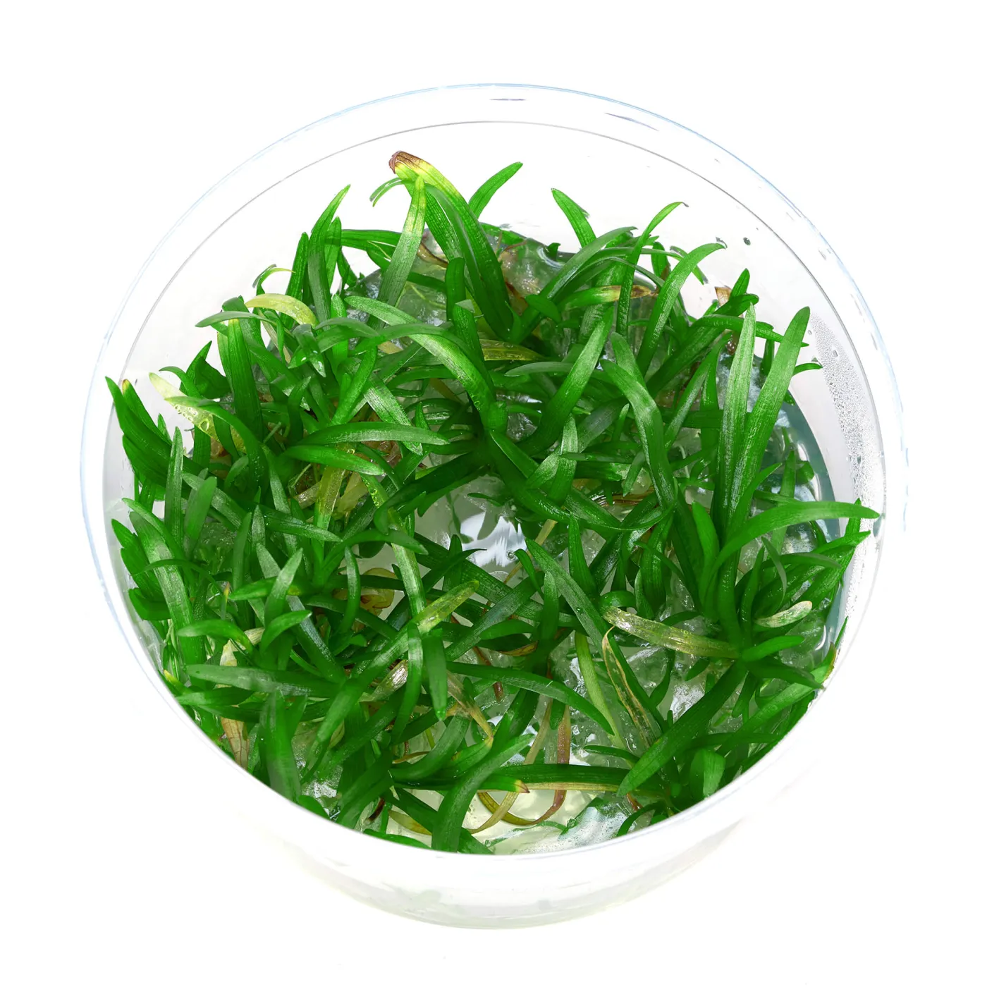 Sagittaria subulata "pusilla" | Zwergpfeilkraut - in vitro XL - Ø 8,5cm