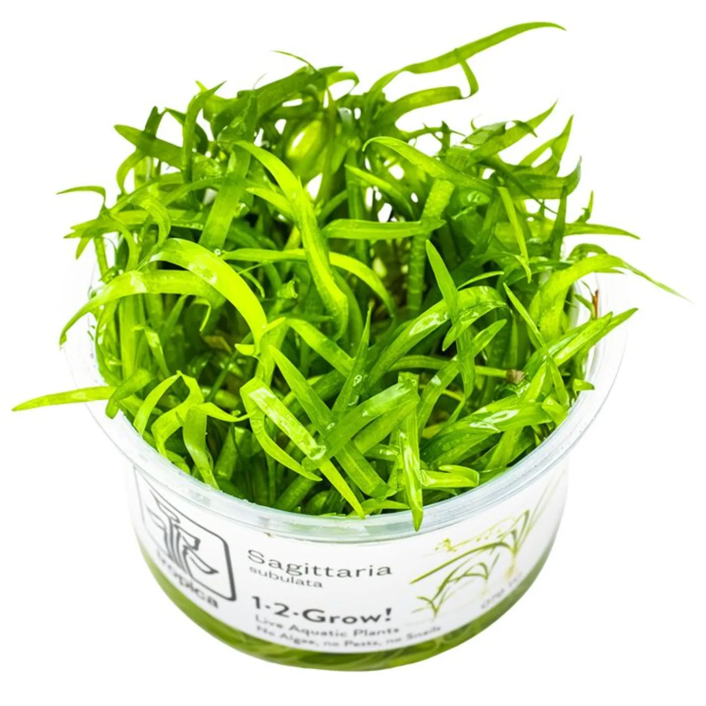 Sagittaria subulata 1-2-Grow!