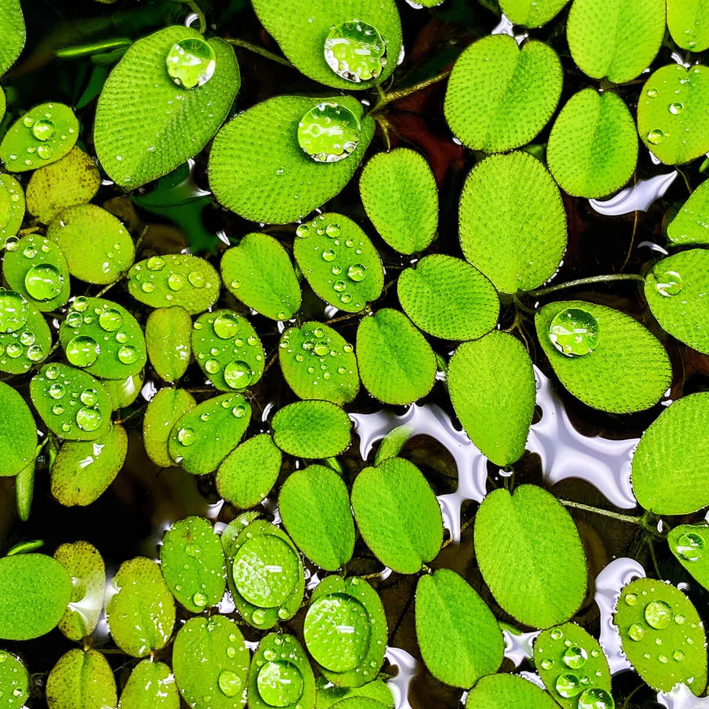 Salvinia auriculata | Kleinohriger Schwimmfarn | Rundblättriger Schwimmfarn