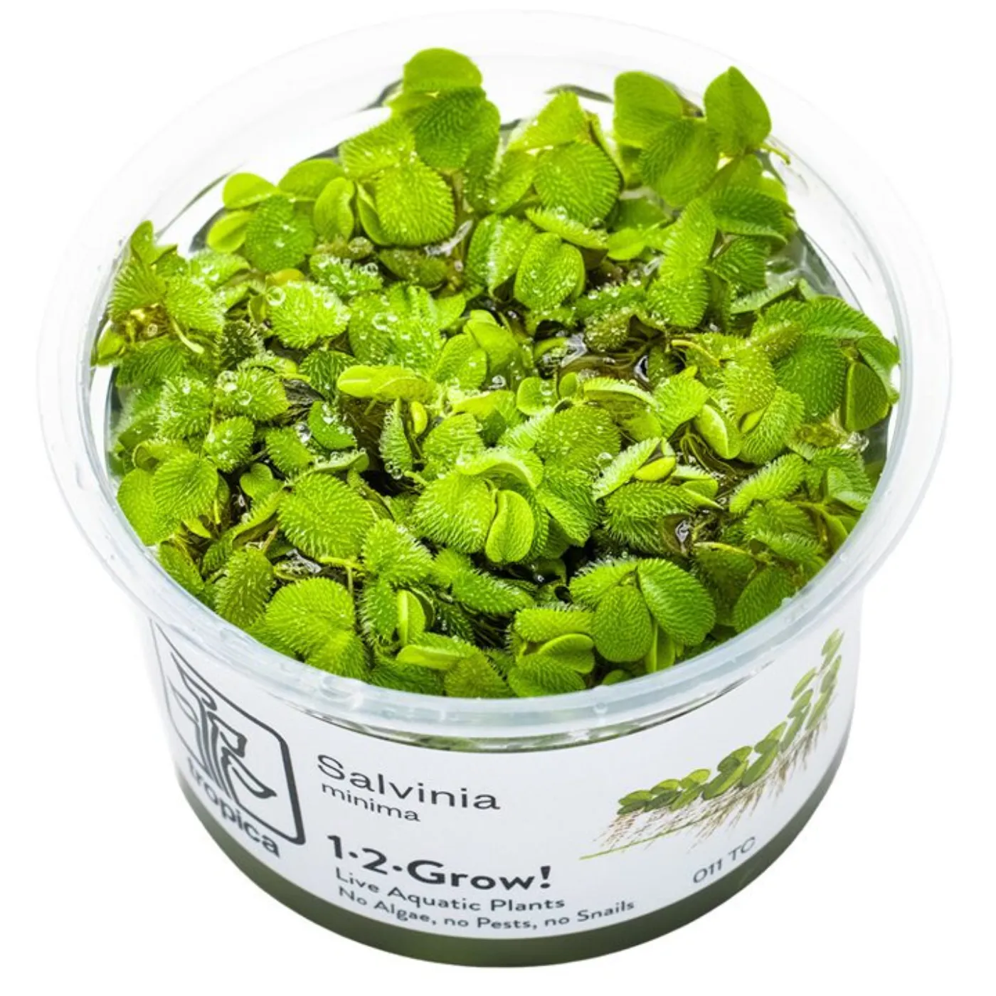 Salvinia auriculata / minima