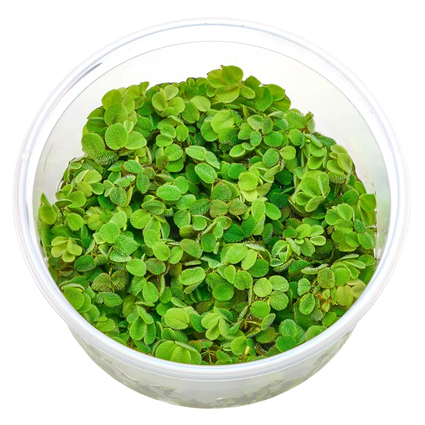 Salvinia minima | Kleiner Büschelfarn - in vitro