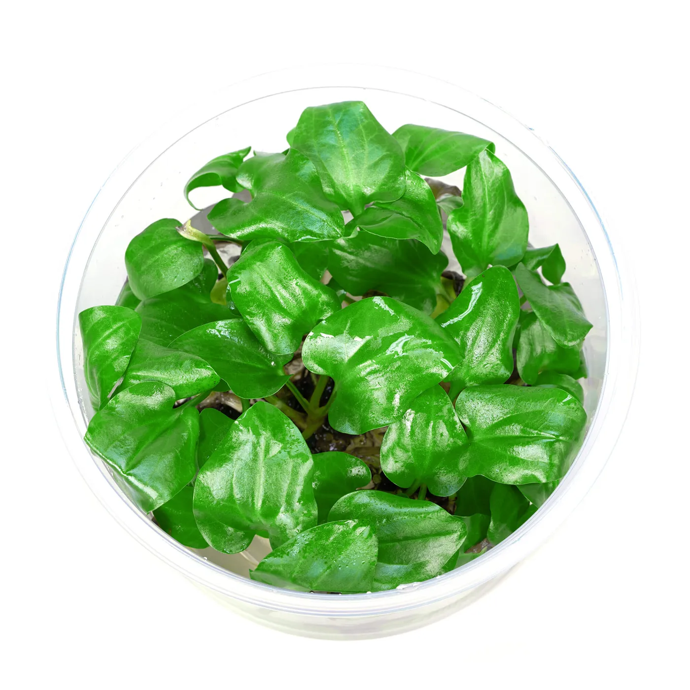 Saururus cernuus | Amerikanischer Eidechsenschwanz - in vitro XL - Ø 8,5cm