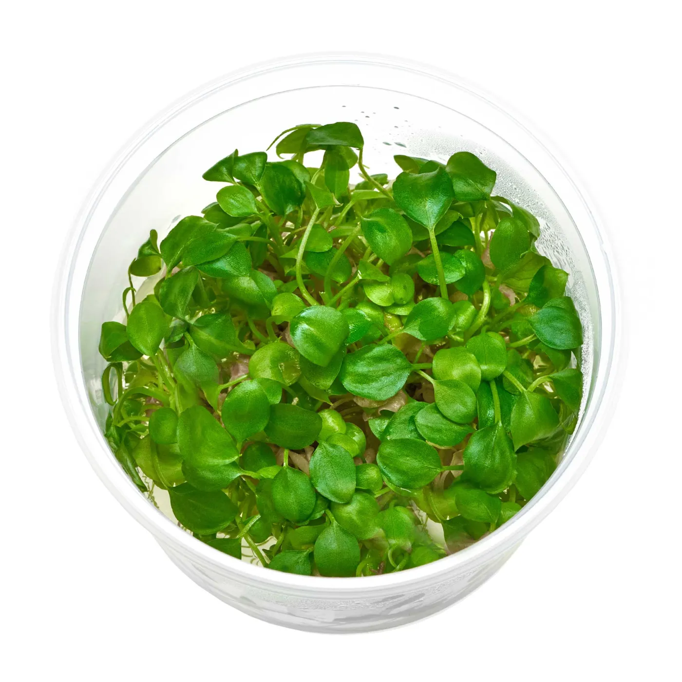 Schismatoglottis prietoi - in vitro XL 8,5cm