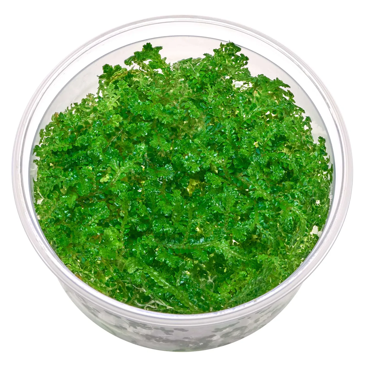 Selaginella willdenowii | Pfauen-Moosfarn - in vitro