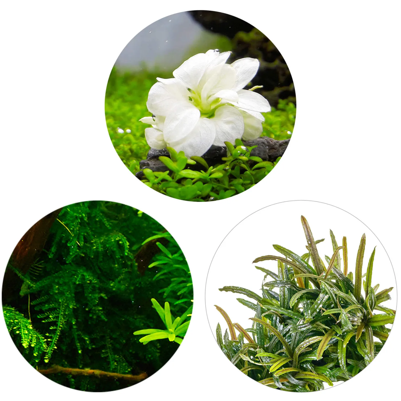 Seltene Aquarienpflanzen | Raritäten Set
