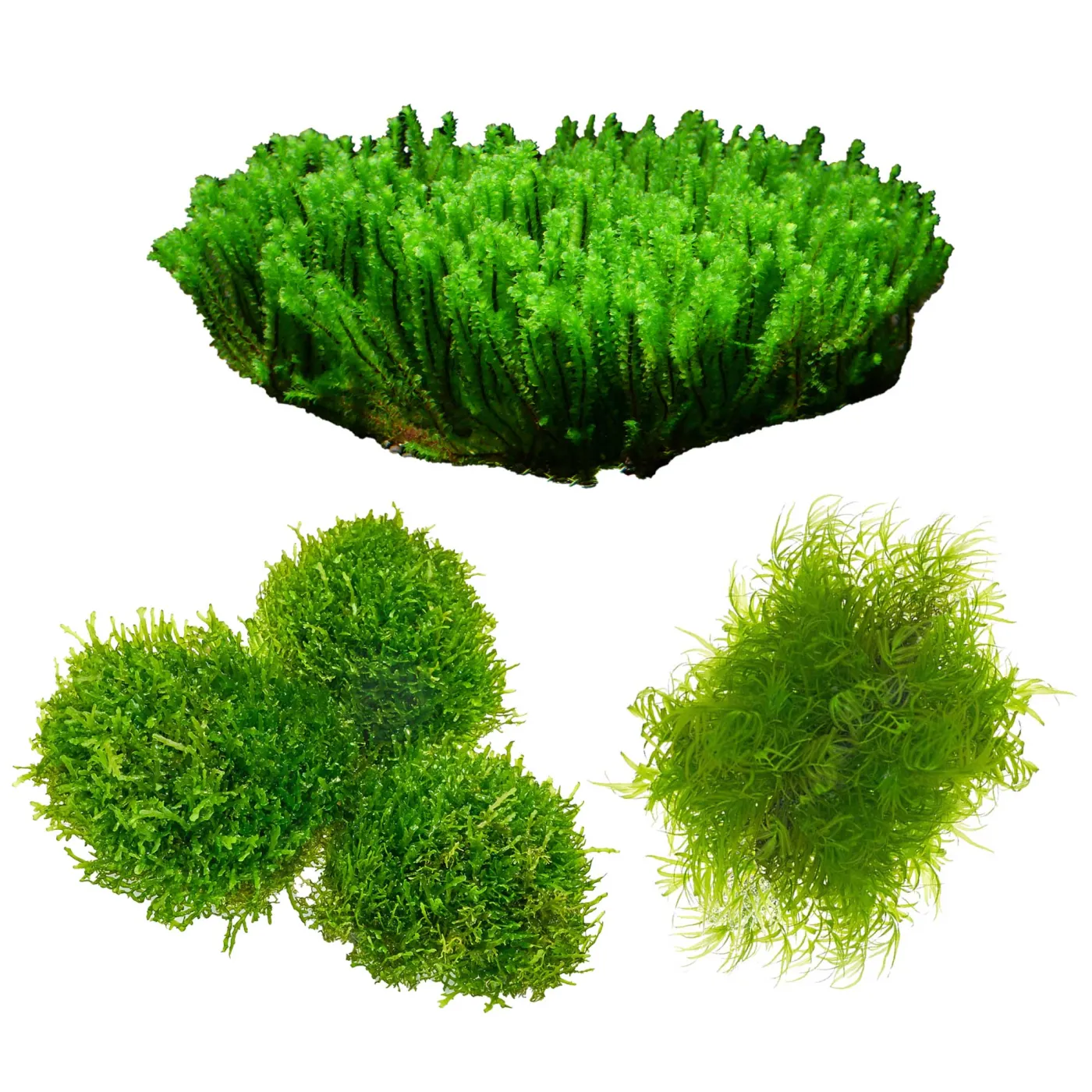 Seltene Aquariummoose Set: Riccardia, Fissidens und Distichophyllum